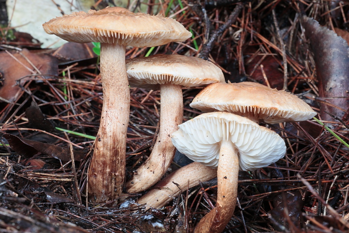 Solito giretto al Conero